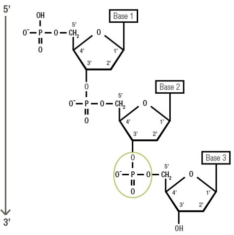 Phosphodiester Bond In Dna