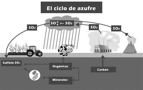 Ciclo del Azufre: En que consiste, Características y Etapas » Ciclos ...