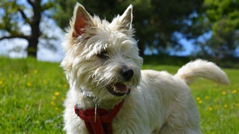 Cairn Terrier Grooming: The Essential Guide with Pictures of Haircut Styles