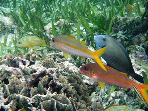 Snorkeling Roatán Honduras