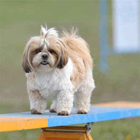 Shih Tzu - What Dog Breed