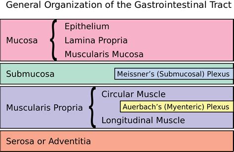 Layers of the Gastrointestinal Tract | Histology | Geeky Medics