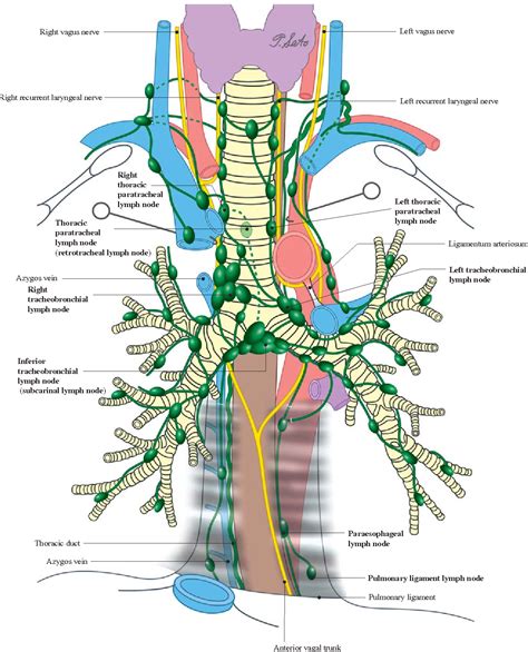 Chest Lymph Node Anatomy