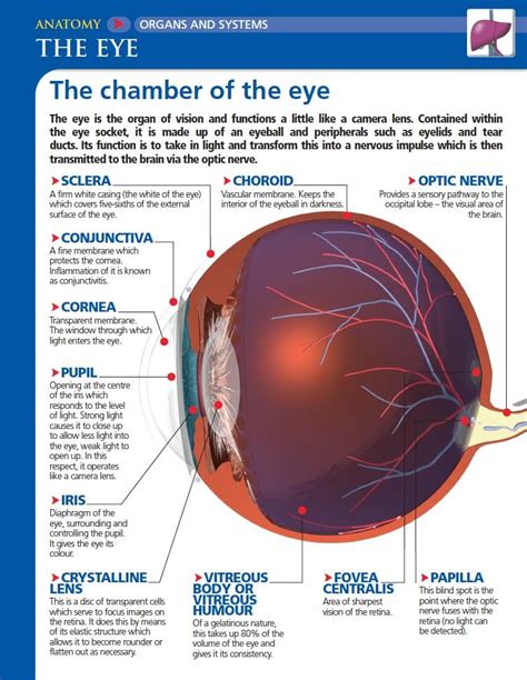 Functions Of The Iris Of The Eye - The Anatomy Stories