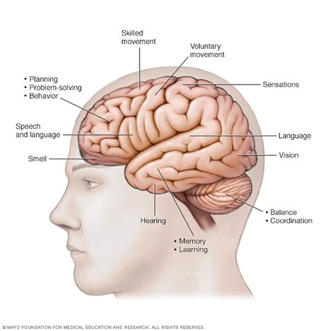 Functions of the brain - Mayo Clinic