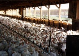 Factory Farmed Chickens: The Hidden Cost of Cheap Chicken - Cornucopia ...