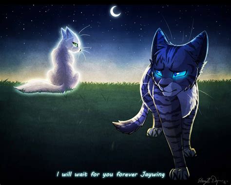 Jayfeather Warrior Cat Wallpaper