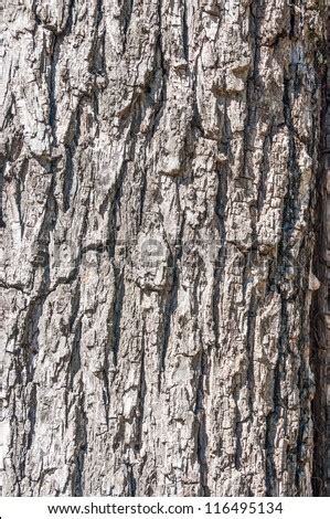 Close Up Bark Black Walnut Tree Stock Photo (Royalty Free) 116495134 ...