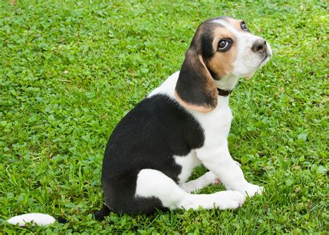 How Much Exercise Should A Beagle Puppy Get? – Modern Beagle