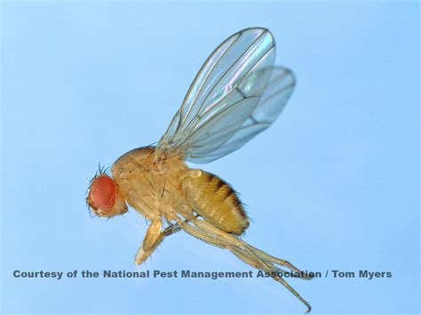 Get Rid of Fruit Flies: Fruit Fly Control & Management