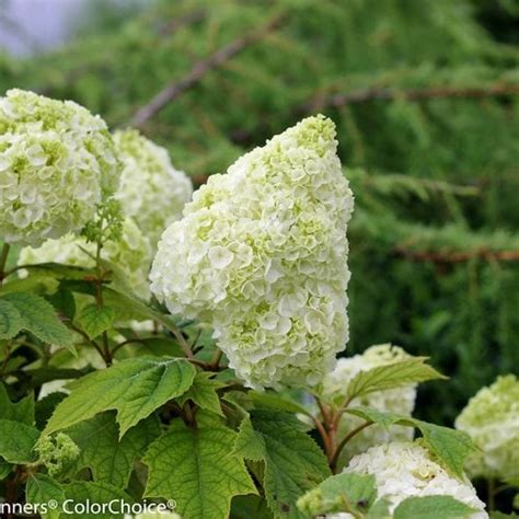 Oakleaf Hydrangea: How to Grow & Care for Hydrangea Quercifolia ...