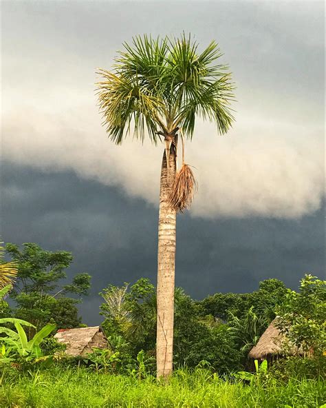 Near Iquitos, Peru : r/PeruPics