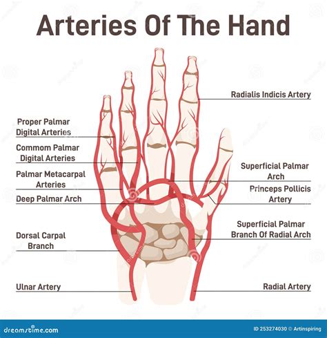 The Arteries To The Palmar Side Of The Hand The Scheme Vector ...