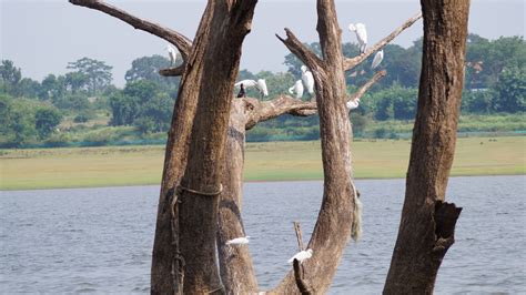 Birds chilling in the Kabini Backwaters at Kabini River Lodge ...