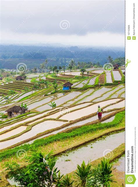 Traditional Paddy Field in Bali Indonesia Stock Photo - Image of rice ...