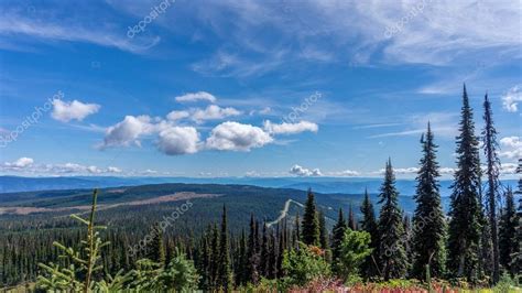 Hiking through alpine meadows and coniferous trees — Stock Photo ...