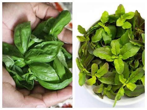 What is the difference between Basil and Holy Basil