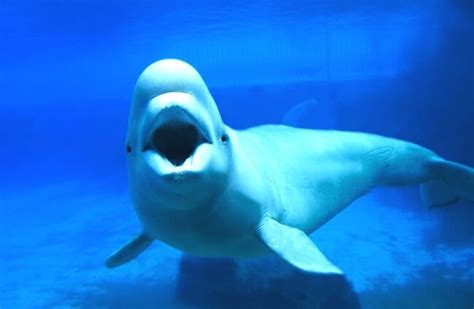 Beluga Whale - Description, Habitat, Image, Diet, and Interesting Facts