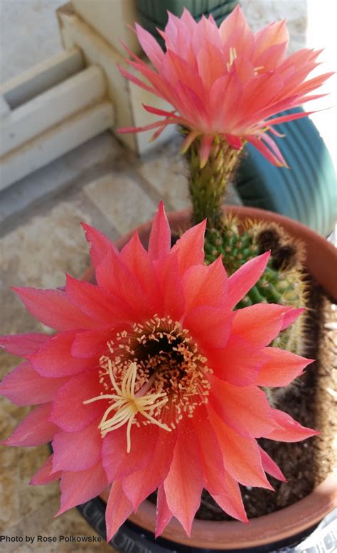 Cactus flowers | Central Texas Gardener