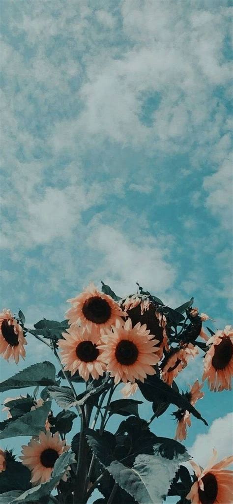 iPhone Aesthetic Wallpaper - 008