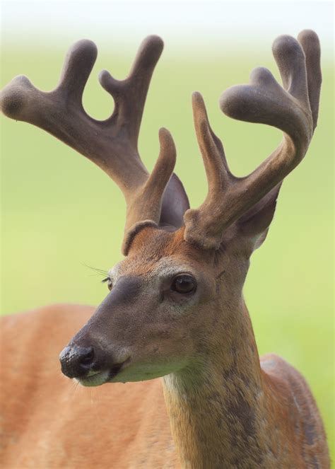 Why bucks shed their antlers | Mississippi State University Extension ...