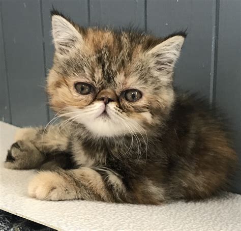 Exotic Shorthair Cats For Sale | Marysville, WA #228769