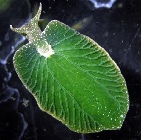 Elysia chlorotica, a sea slug that's capable of photosynthesis : BeAmazed