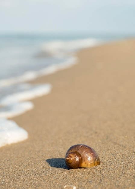 Premium Photo | Shell on the beach