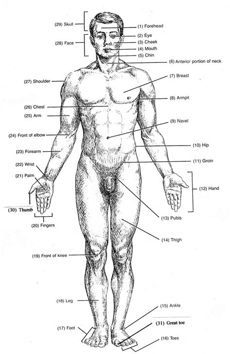 Diagram of Anatomical position anterior view | Quizlet