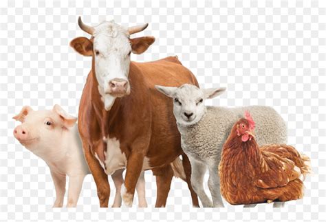 Farm Animals Png - Transparent Farm Animals Png, Png Download - vhv