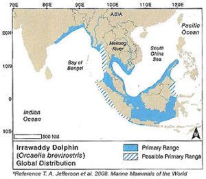 Irrawaddy Dolphin - Save The Whales