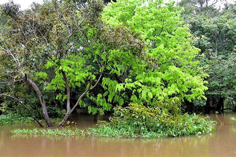 Description of Amazon River, Manaus, Brazil - Encircle Photos