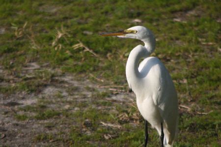 Myakka River State Park - Wikitravel