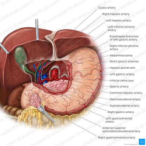 Arterial Supply To The Stomach Complete Anatomy, 41% OFF