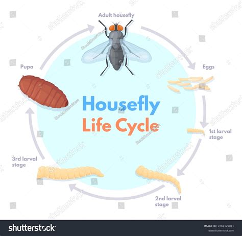 Infographics House Fly Life Cycle Photos and Images & Pictures ...