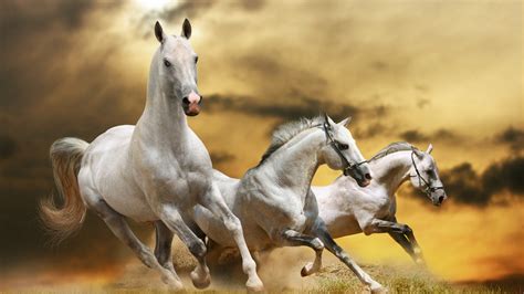 Three beautiful white horses running