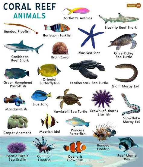 Coral Reef Animals – Facts, List, Pictures