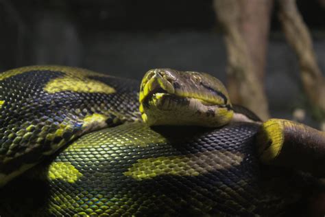 Reticulated python (Python reticulatus) - ZooChat