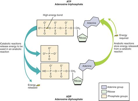 Adenosine Triphosphate (ATP) – Definition and Synthesis