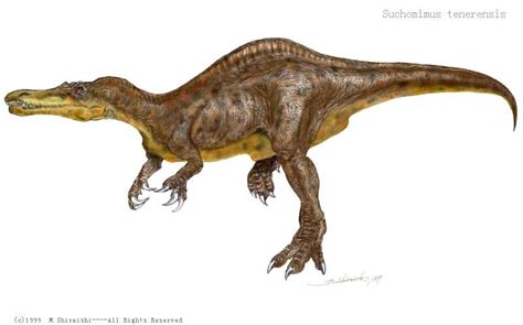 Suchomimus Pictures & Facts - The Dinosaur Database