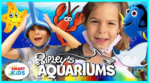 blippi sea animals – abenteuer-miniriff