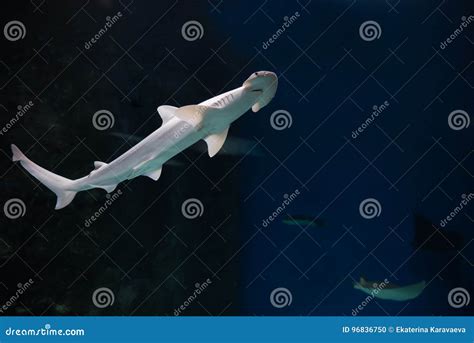 Hammerhead shark stock photo. Image of travel, interesting - 96836750