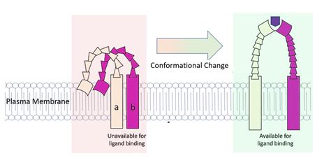 Protein Structure and Stability | ChemTalk