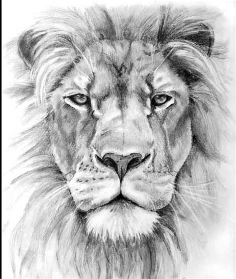 Lion Drawing Face