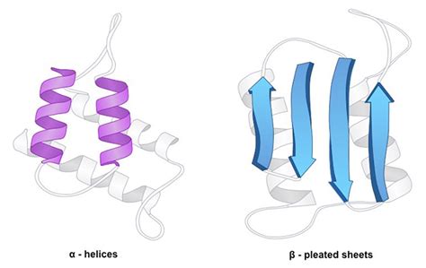 Which Of These Illustrates The Secondary Structure Of A Protein