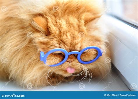 Funny cat with glasses stock photo. Image of kitty, purr - 68412866