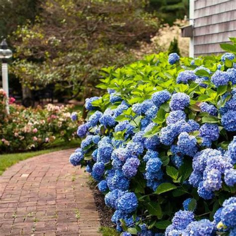 Endless Summer Hydrangea | Bright Blooms — PlantingTree