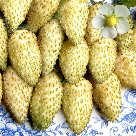 «Yellow Cream» - Organic Alpine Strawberry Seeds - Shipping is free for ...