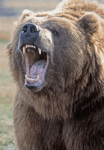 Angry Bear GIFs - Get the best GIF on GIPHY