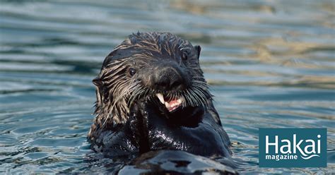 Alaska’s Sea Otters Have Individual Eating Habits | Hakai Magazine